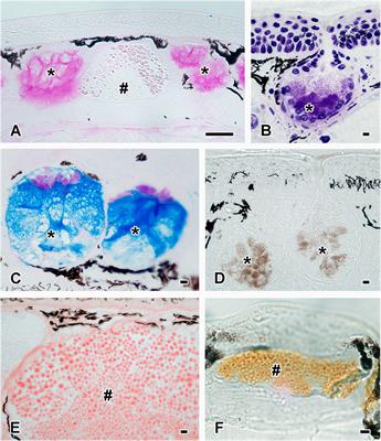 Perspective for a New Bioinspired Permanent Adhesive for dry Conditions - Insights in the Glue Producing Japanese art of Defence System of the Oita Salamander Hynobius dunni